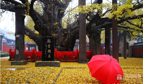 煙雨浮來，醉美銀杏 （大眾網(wǎng)記者 張希嘉 攝）