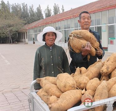 史同海、孫成菊夫婦與他們的地瓜