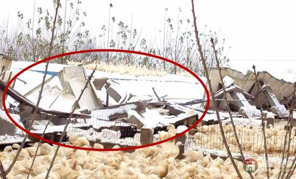 莒縣大雪鴨場損失300萬，天災(zāi)人禍誰來償