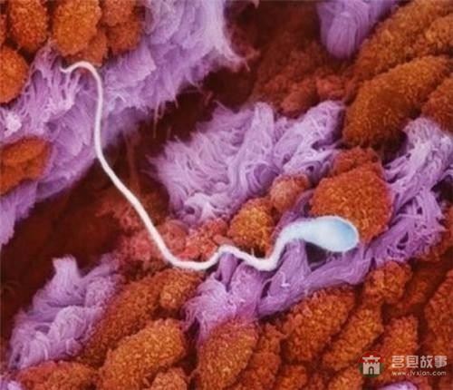 【真知】男人液體進(jìn)入女人體內(nèi)后發(fā)生的“化學(xué)反應(yīng)”，太震撼了……