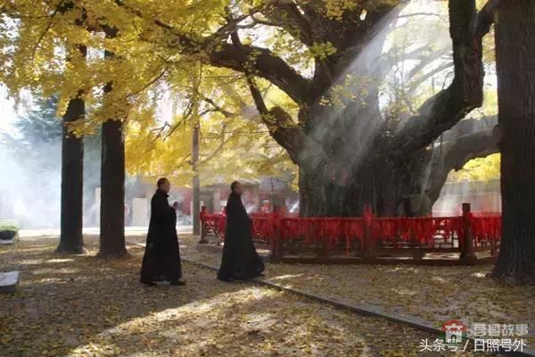 一個(gè)傳說故事，保護(hù)了莒縣千年銀杏到現(xiàn)在！