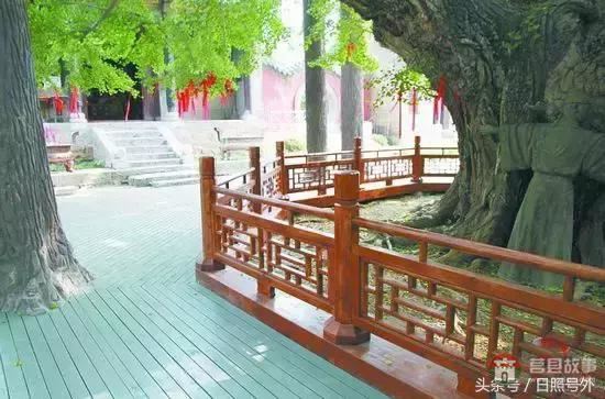 一個(gè)傳說故事，保護(hù)了莒縣千年銀杏到現(xiàn)在！
