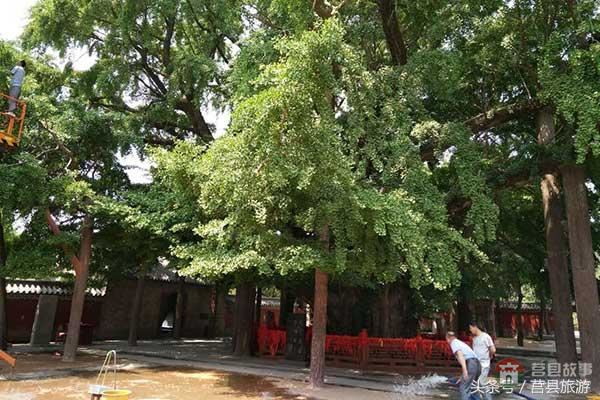 莒縣旅游局多舉措保護(hù)千年銀杏樹