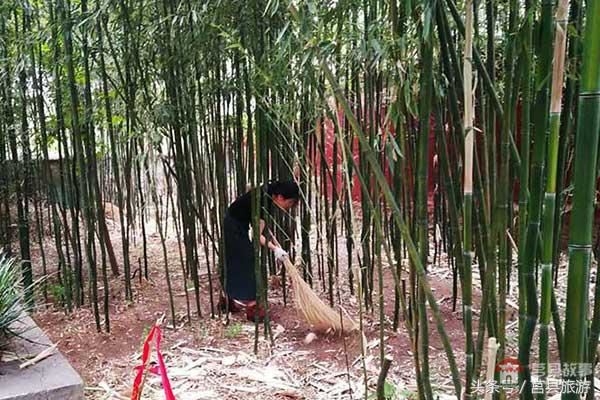 莒縣旅游局多舉措保護(hù)千年銀杏樹