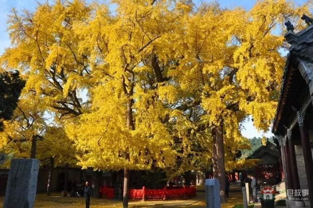 再過(guò)幾天，莒縣這個(gè)地方要火……先睹為快！