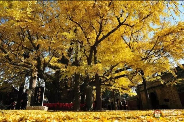 再過(guò)幾天，莒縣這個(gè)地方要火……先睹為快！