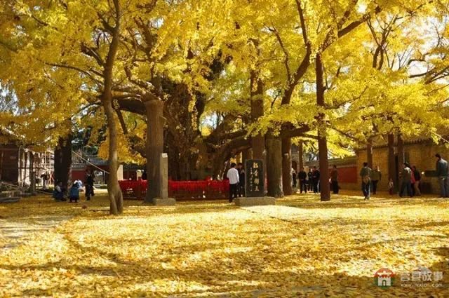 再過(guò)幾天，莒縣這個(gè)地方要火……先睹為快！