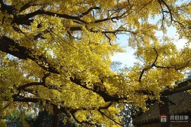 再過(guò)幾天，莒縣這個(gè)地方要火……先睹為快！