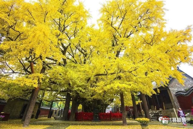 厲害了，大莒縣！