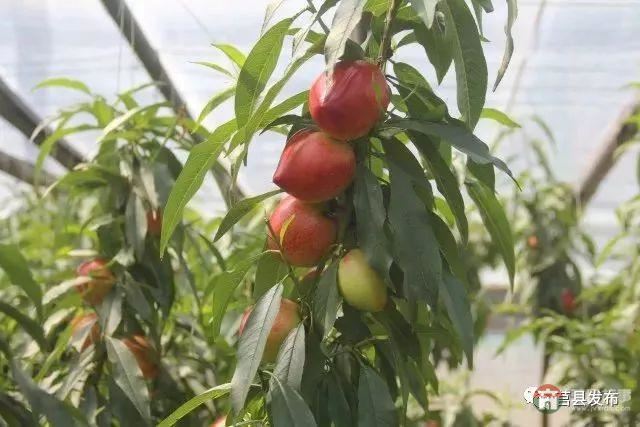 剛剛上市！莒縣這里好大一個“小油桃”，一年能賣3個億