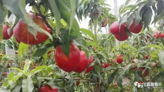 剛剛上市！莒縣這里好大一個“小油桃”，一年能賣3個億