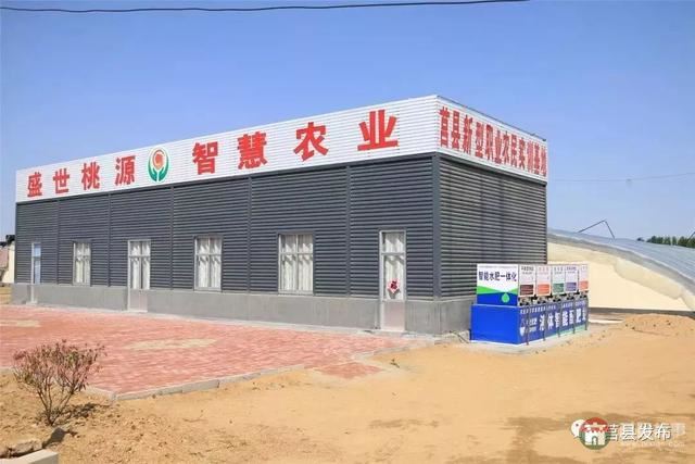 剛剛上市！莒縣這里好大一個“小油桃”，一年能賣3個億
