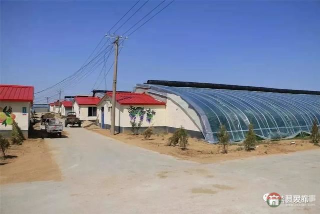 剛剛上市！莒縣這里好大一個“小油桃”，一年能賣3個億