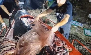 “逼瘋”上海人的垃圾分類背后，藏著中國人不知道的殘忍真相
