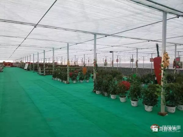 總投資1.2億元！莒縣這個(gè)“后花園”2020年上半年開門納客